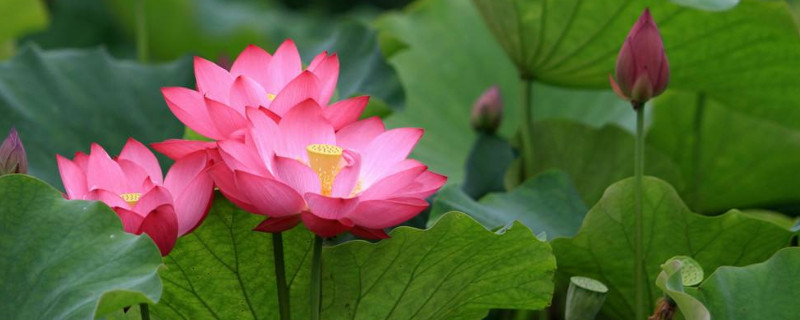 荷花不开花时是怎样的（荷花不开花时怎么样开花时怎么样）