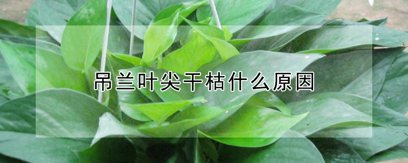 吊兰叶尖干枯什么原因 吊兰花叶尖干枯是什么原因