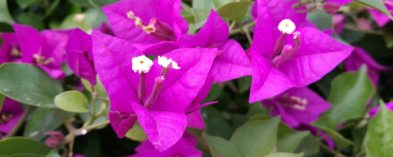 三角梅是什么季节开花 三角梅一般在什么时候开花