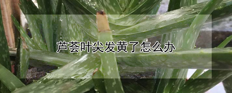 芦荟叶尖发黄了怎么办 芦荟叶有点发黄怎么回事