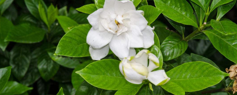 栀子花如何修剪 水培栀子花如何修剪