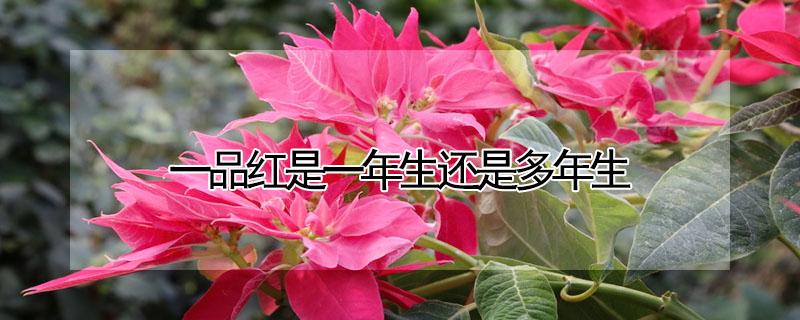 一品红是一年生还是多年生（一品红的生长期是什么时候）