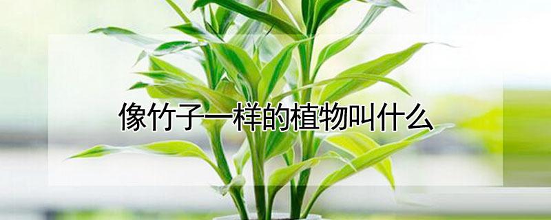 像竹子一样的植物叫什么（跟竹子很像的植物都有哪些）