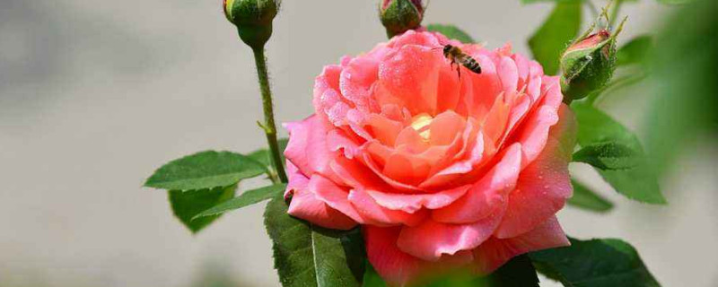 月季冒芽后为什么蔫了 月季刚发的芽突然蔫了什么问题