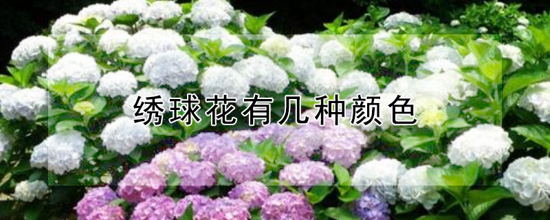 绣球花有几种颜色（绣球花有几种颜色(图片）