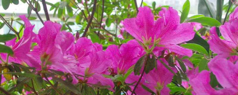 杜鹃花颜色怎么变白了(杜鹃叶子变白怎么回事)