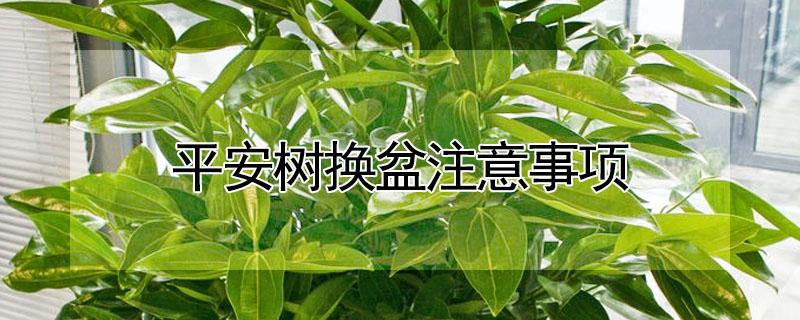 平安树换盆注意事项 平安树怎么换盆?有哪些注意事项?