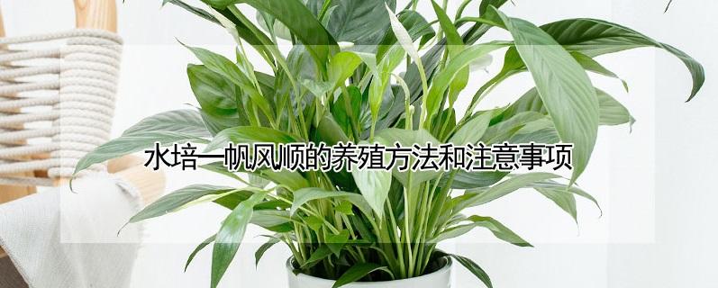 水培一帆风顺的养殖方法和注意事项（陶粒水培一帆风顺的养殖方法和注意事项）