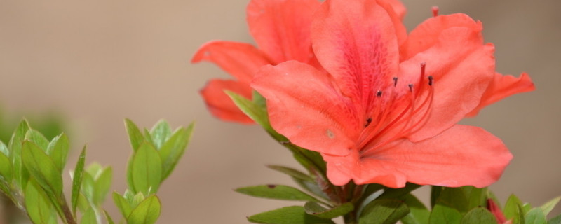 杜鹃花什么时候长叶 杜鹃花什么时候长新叶