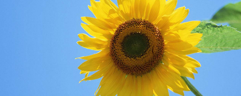 向日葵插水里为什么蔫 水插向日葵叶子枯萎