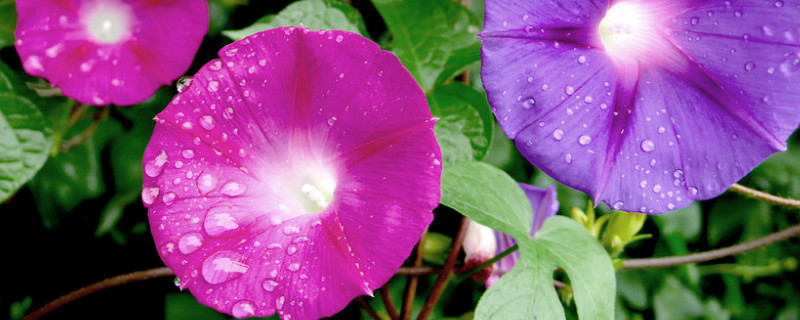 牵牛花的养殖方法和注意事项(矮脚牵牛花的养殖方法和注意事项)