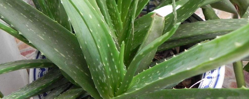 怎样移栽芦荟的侧芽 芦荟的侧芽怎么移栽