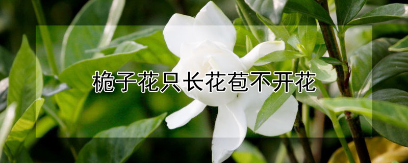 桅子花只长花苞不开花 桅子花只有花苞却不开花原因