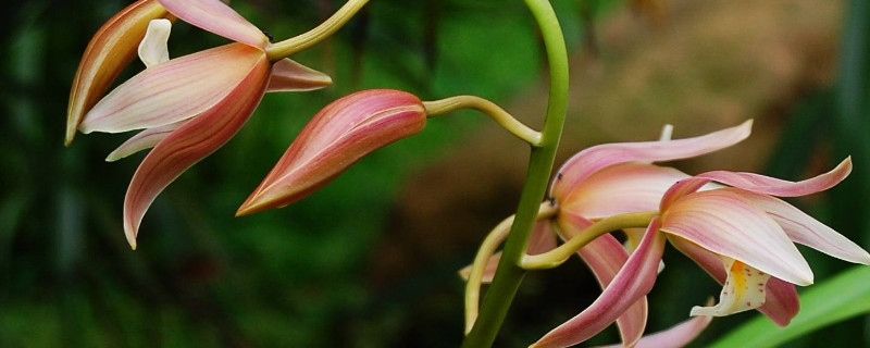 兰花夏季养护管理要点（兰花养护和管理的方法及要点）