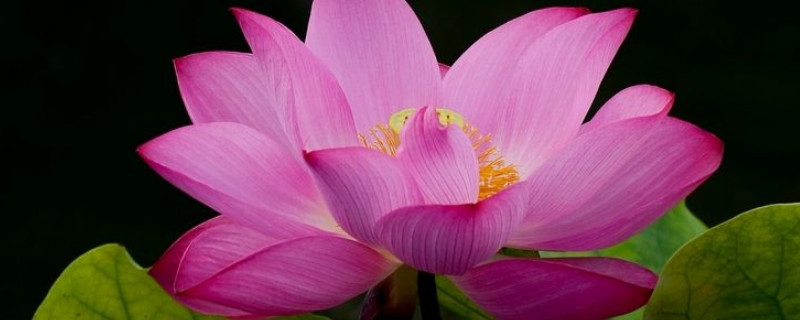 荷花有没有香味 荷花有什么香