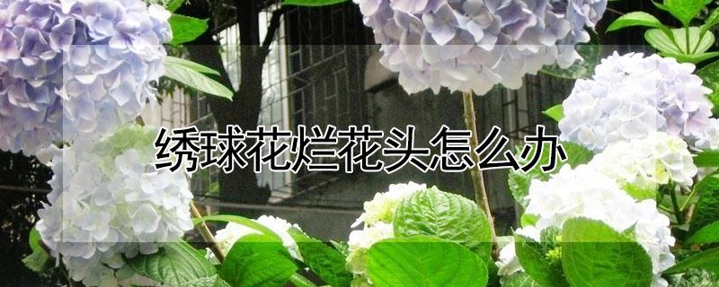 绣球花烂花头怎么办（绣球花头烂了）