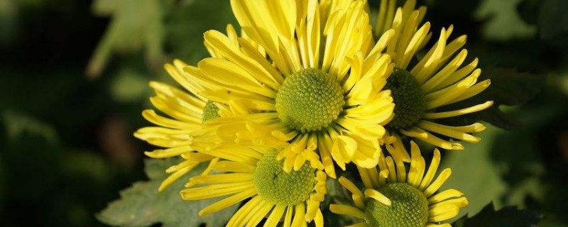 菊花什么时候打顶(菊花什么时候打顶与摘心)