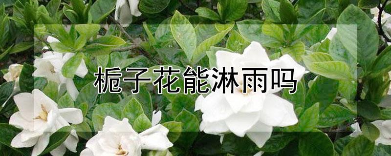 栀子花能淋雨吗 盆栽栀子花能淋雨吗