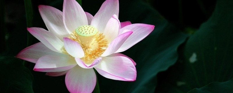 荷花根冬天怎样保存 荷花过冬后怎么保存