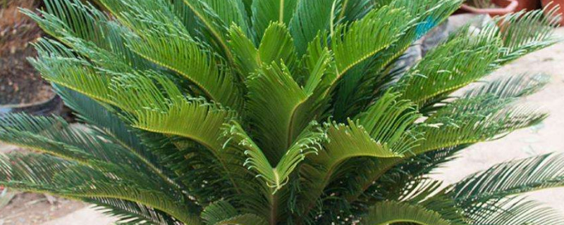 铁树怕冻吗 铁树怕冻不怕冻