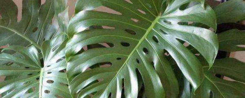 卧室适合放什么植物 新生儿卧室适合放什么植物