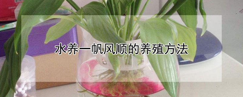 水养一帆风顺的养殖方法 水养一帆风顺的养殖方法和注意事项