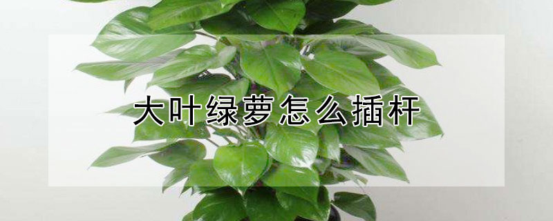大叶绿萝怎么插杆（大叶绿萝怎么插杆到棕柱上的?）