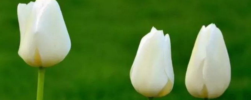 郁金香发芽期间能不能浇水 郁金香花期怎么浇水