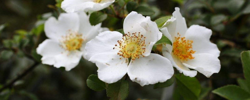 金樱子花有几种颜色(樱花花色有几种)