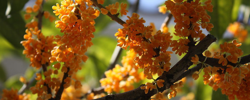 桂花树的养殖方法和注意事项（室内桂花树的养殖方法和注意事项）