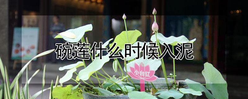 碗莲什么时候入泥(碗莲在什么时候放淤泥)