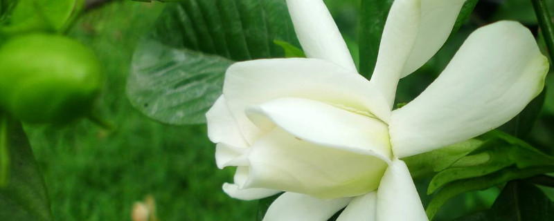 栀子花怎么插枝（栀子花怎么插枝才能活视频）