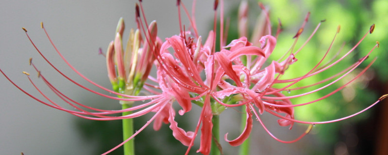 彼岸花球可以水培吗 彼岸花能用水种吗