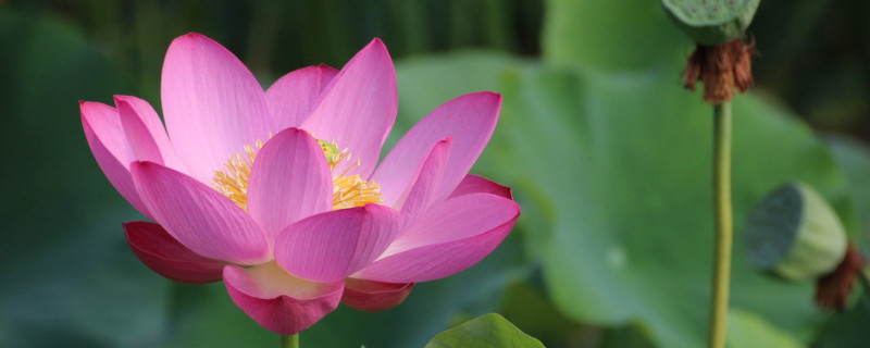 荷花怎样繁殖的 荷花是什么繁殖方式