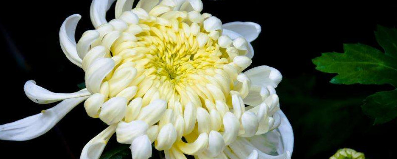 菊花春天可以扦插吗 秋天扦插菊花能活吗?