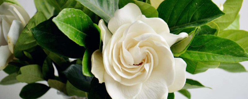 栀子花花瓣发黄怎么办 栀子花花朵变黄怎么办