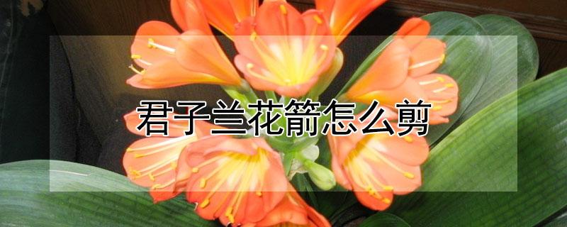 君子兰花箭怎么剪 君子兰花箭怎么剪图片