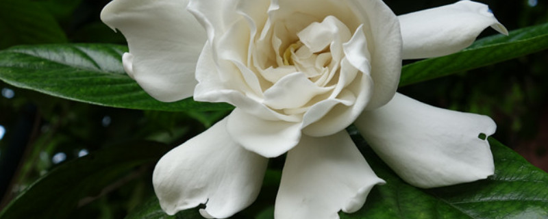 栀子花又叫什么花 栀子花也叫什么花