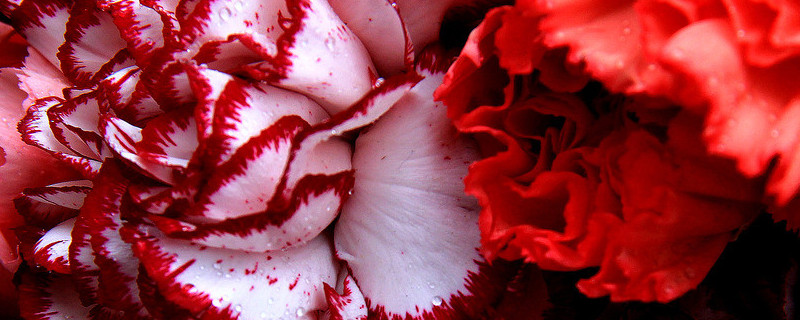 怎样让水养康乃馨花苞开出来 康乃馨花苞插水里能开吗