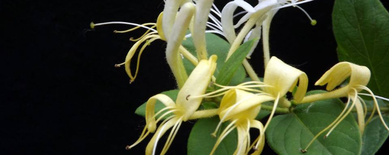 鸳鸯藤怎么养（鸳鸯藤长什么样子）