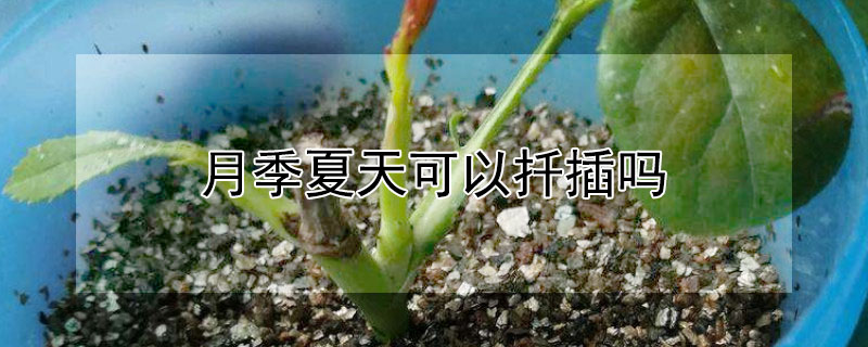 月季夏天可以扦插吗 月季夏天能插扦吗