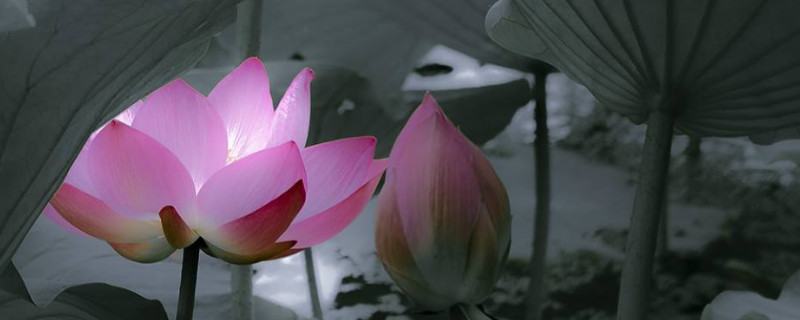 荷花为什么烂根部(荷花为什么会烂根)