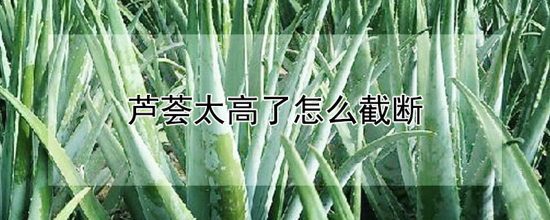 芦荟太高了怎么截断（芦荟太高了怎么截断怎么修剪）