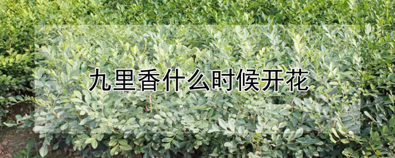 九里香什么时候开花（九里香什么时候开花结果）