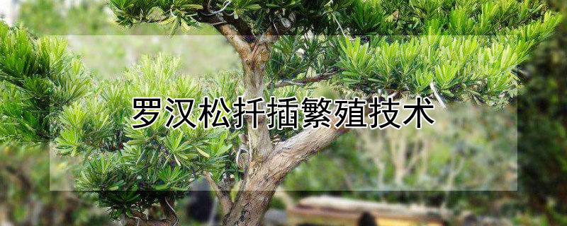 罗汉松扦插繁殖技术（罗汉松怎样扦插繁殖）