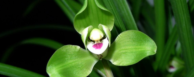 兰花在冬天换盆后怎么养（夏季兰花换盆后如何养护）