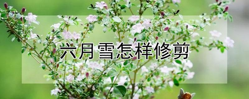 六月雪怎样修剪（六月雪怎样修剪出来云片）