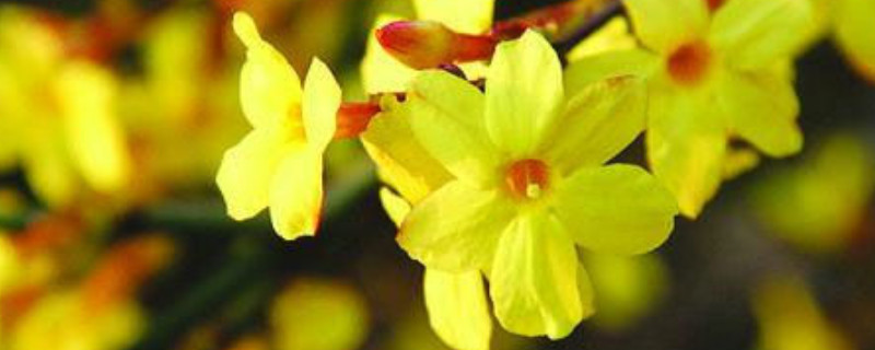 盆栽的迎春花有毒吗（迎春花的叶子有毒吗）