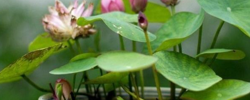 盆莲花的养殖方法 盆莲怎么养殖