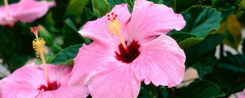 芙蓉花栽叶什么时候出新叶（芙蓉花什么时候落叶）